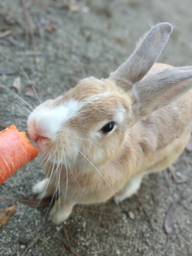 うさぎ