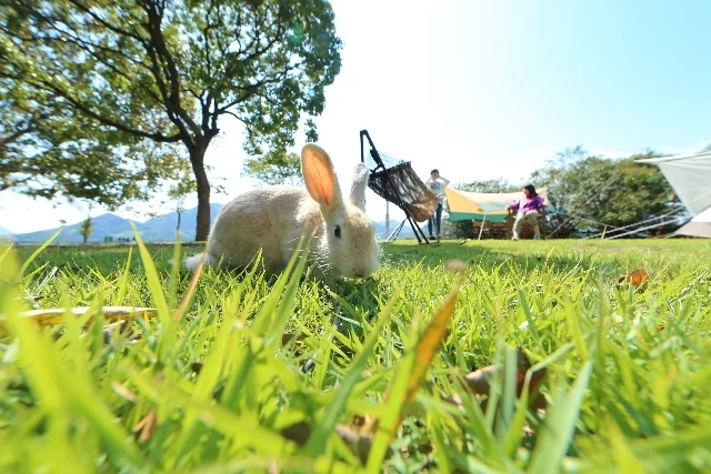 近寄るうさぎ