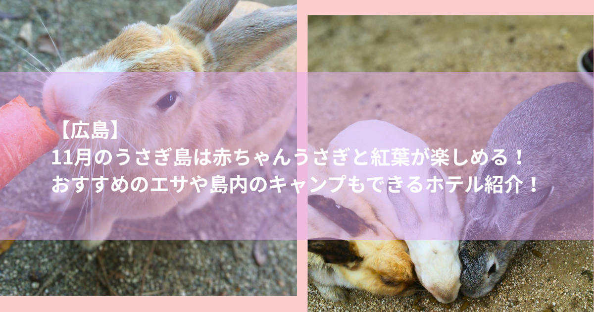 11月のうさぎ島は赤ちゃんうさぎと紅葉が楽しめる！おすすめのエサや島内のキャンプもできるホテル紹介！